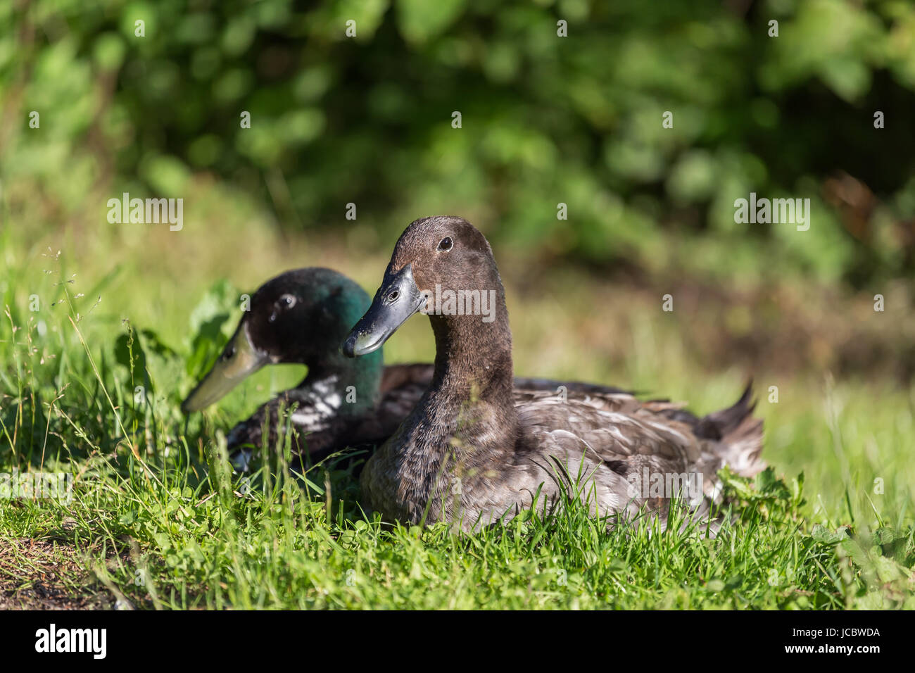 Männliche und weibliche Stockente Enten sitzen in der Wiese Stockfoto