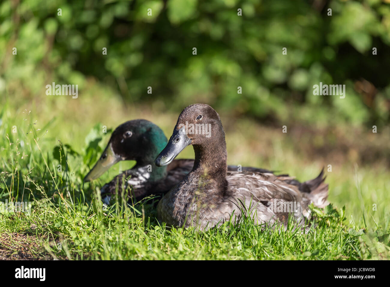 Männliche und weibliche Stockente Enten sitzen in der Wiese Stockfoto