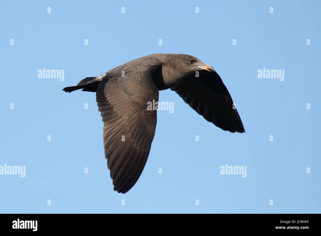 Heermanns Gull (Larus Heermanni) im Flug durch den Pazifischen Ozean Stockfoto