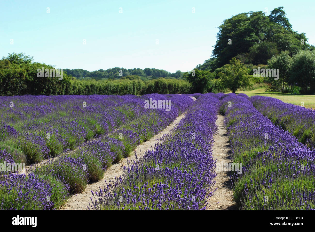 Lavendel Feld in voller Blüte Stockfoto