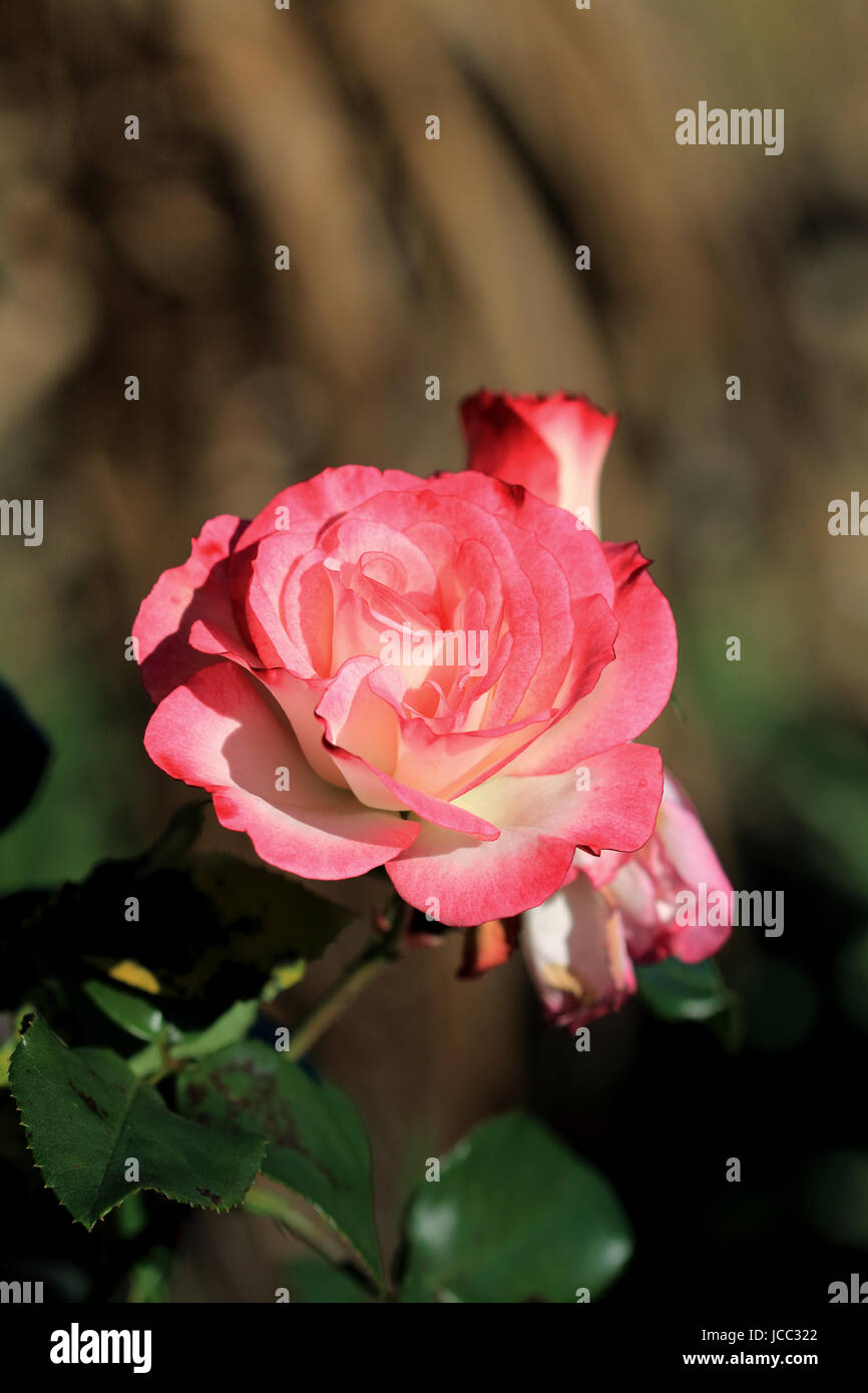 Weißen und rosa Rosen oder bekannt als Hannah Gordon Rosen in voller Blüte Stockfoto