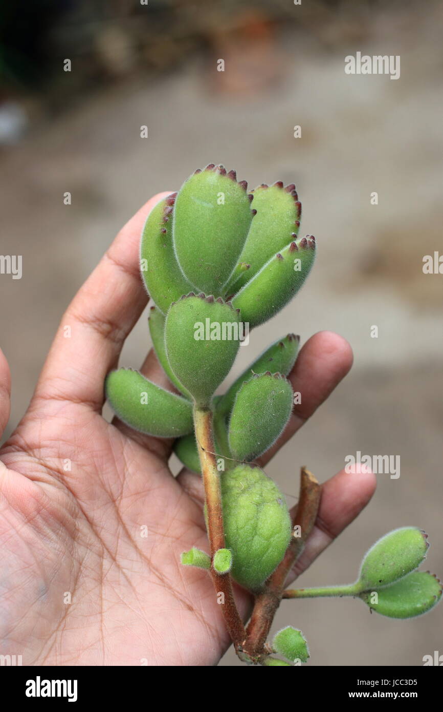 Cotyledon Tomentosa oder genannt Tatze des Bären Stockfoto