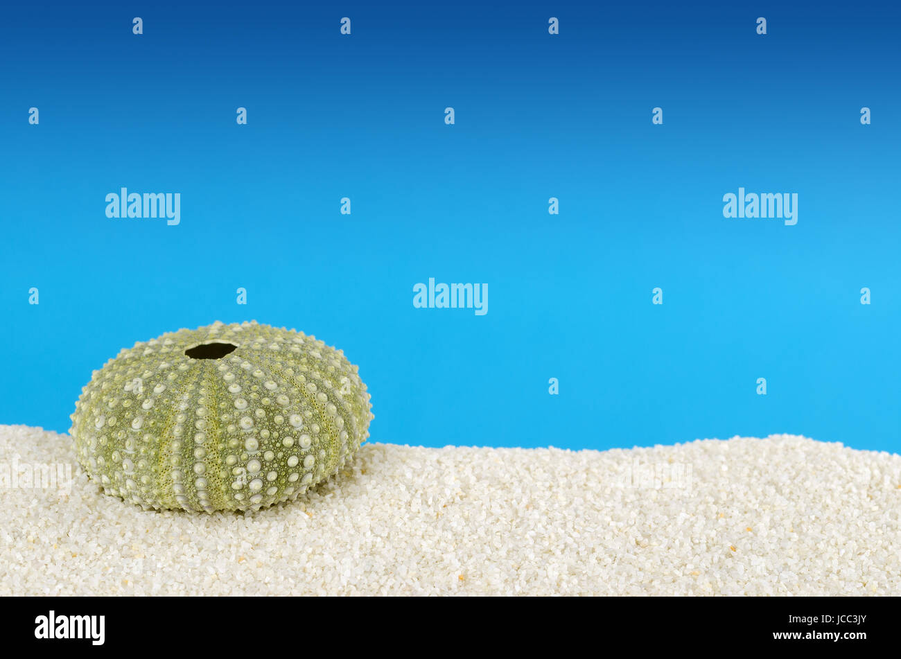 Zwei grüne Seeigel Muscheln auf weißem Sand mit blauem Hintergrund. Seeigel, auch Meer Igel mit kugelförmigen Endoskelett namens Test. Stockfoto