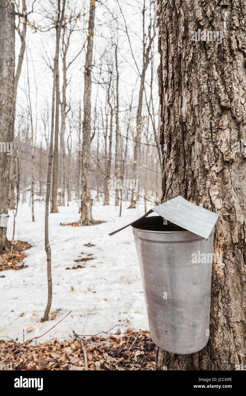 Wald von Maple Sap Eimer auf Bäume im Frühling Stockfoto