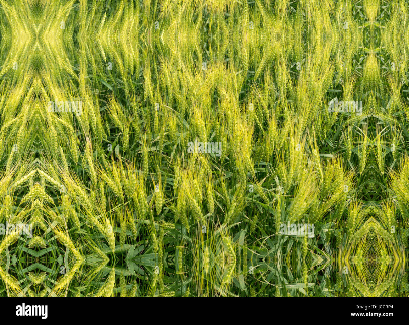 Winterweizen Ernte in Feld. Stockfoto