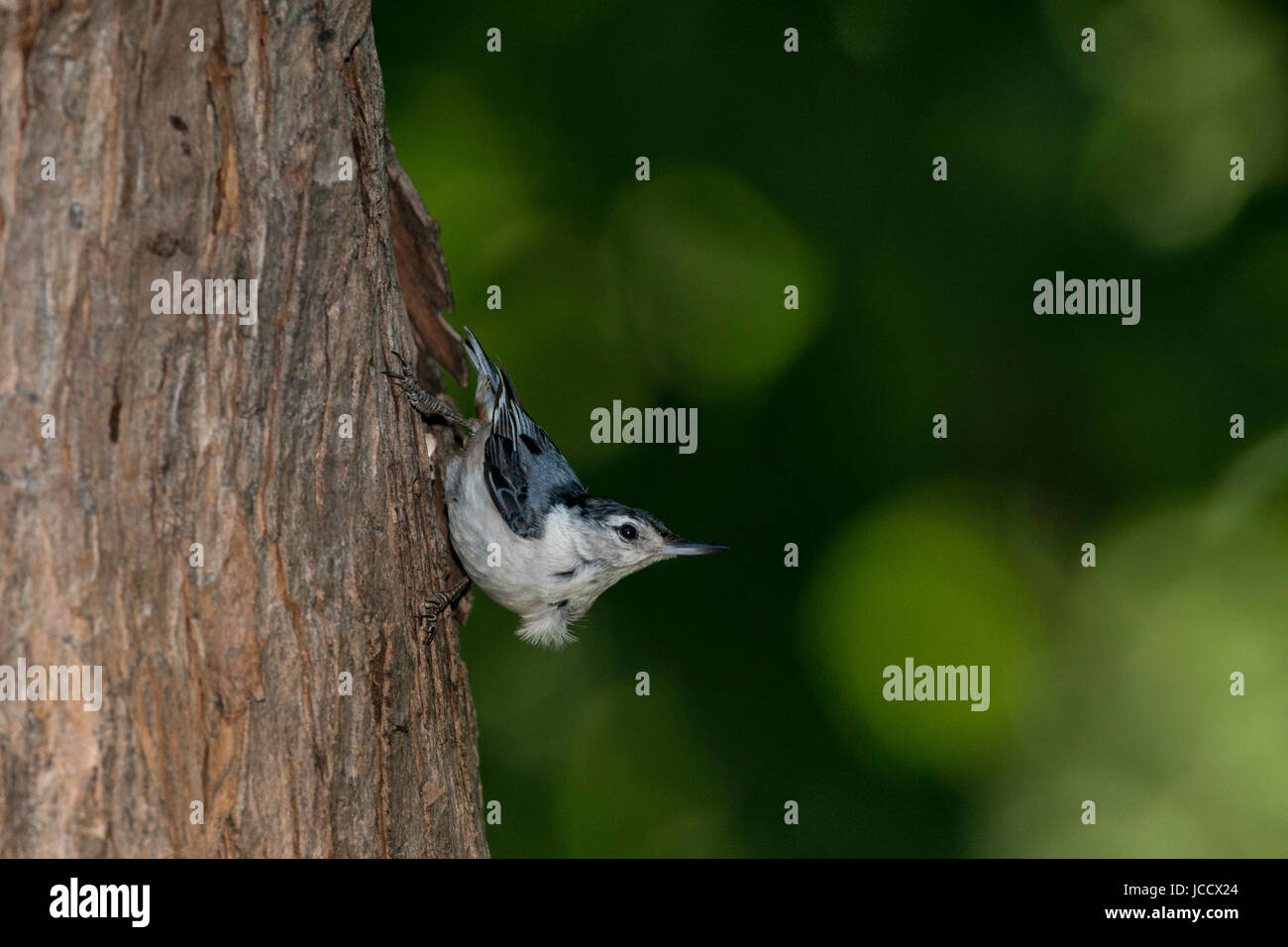 Weißer-breasted Kleiber am Baumstamm. Stockfoto