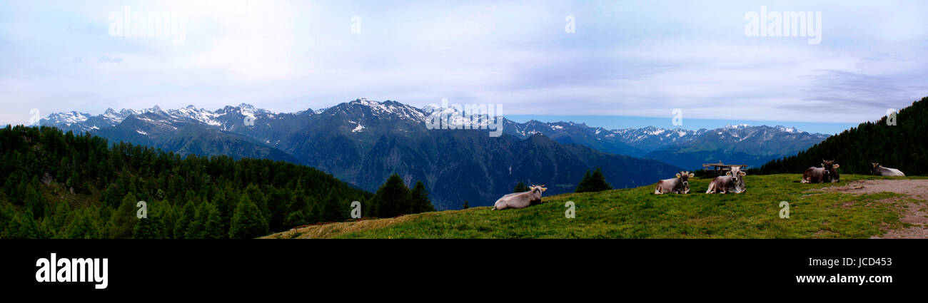 Kühe Auf Einer Alm in Südtirol, Italien; Im Hintergrund Die Schneebedeckten Berge der Texelgruppe Und der Stubaier Alpen; Bedeckter Himmel; Panoramabild Kühe auf der Alm in Südtirol, Italien; im Hintergrund die schneebedeckten Berge der Texelgroup und der Stubaier Alpen; bewölkter Himmel; Panorama-Bild Stockfoto