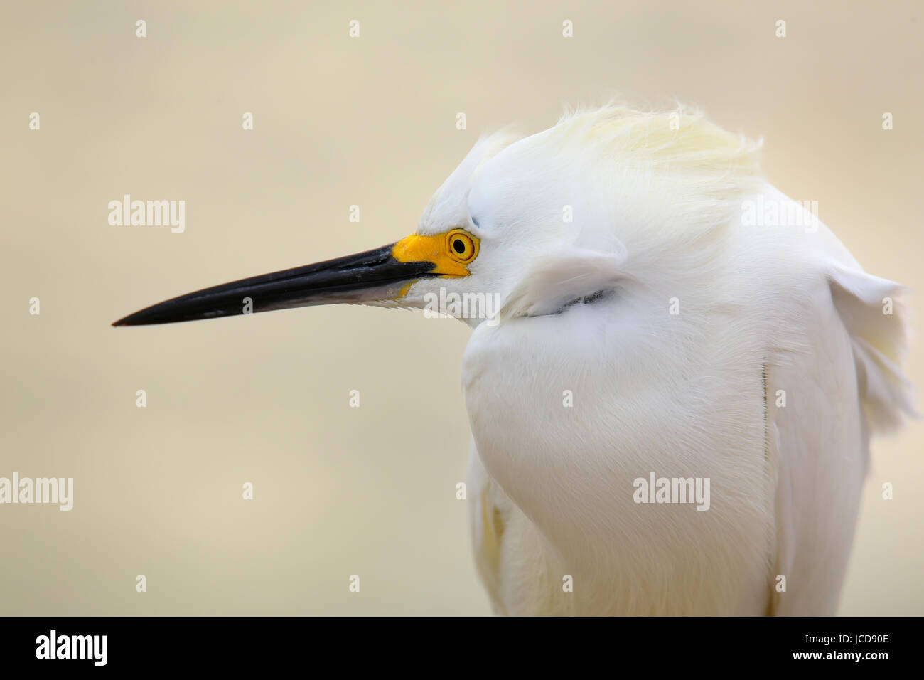 Porträt von Snowy Silberreiher (Egretta unaufger) Stockfoto