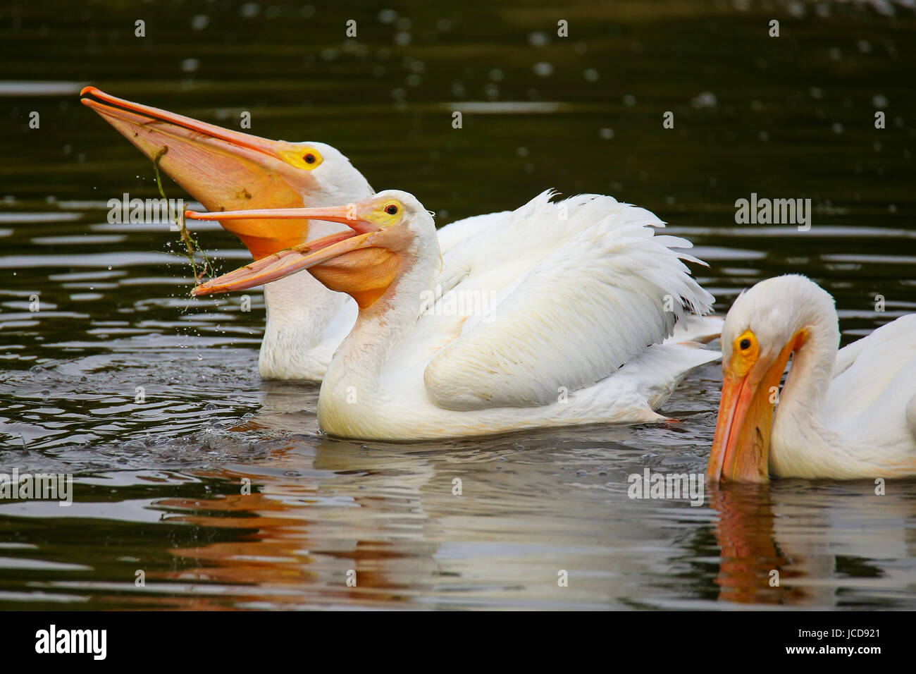 Weiße Pelikane (Pelecanus Erythrorhynchos) Fütterung im Wasser, Florida Stockfoto