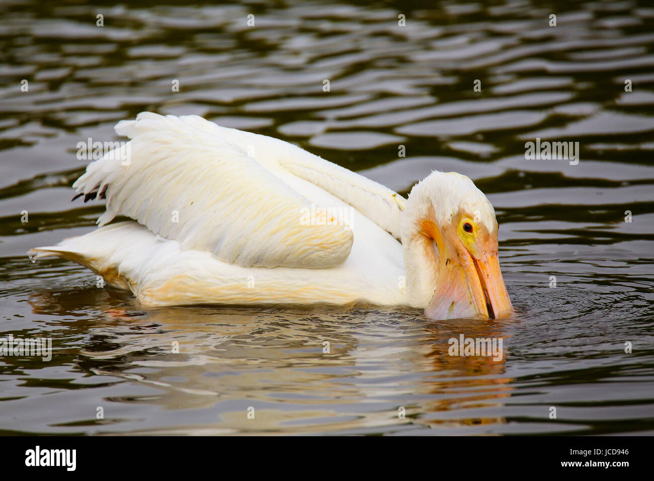 Weißer Pelikan (Pelecanus Erythrorhynchos) Fütterung im Wasser, Florida Stockfoto