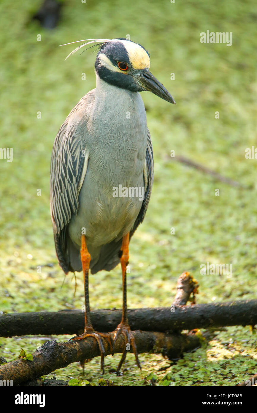 Gelb-gekrönter Nacht-Reiher (Nyctanassa Violacea) in einem Sumpf Stockfoto