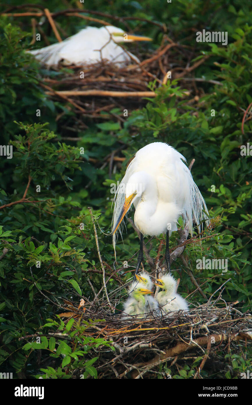 Silberreiher (Ardea Alba) in einem Nest mit Küken Stockfoto