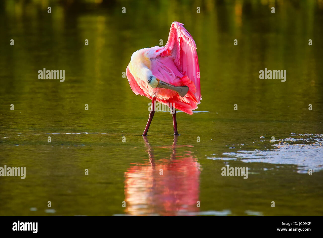 Rosige Löffler (Platalea Ajaja) putzen Stockfoto