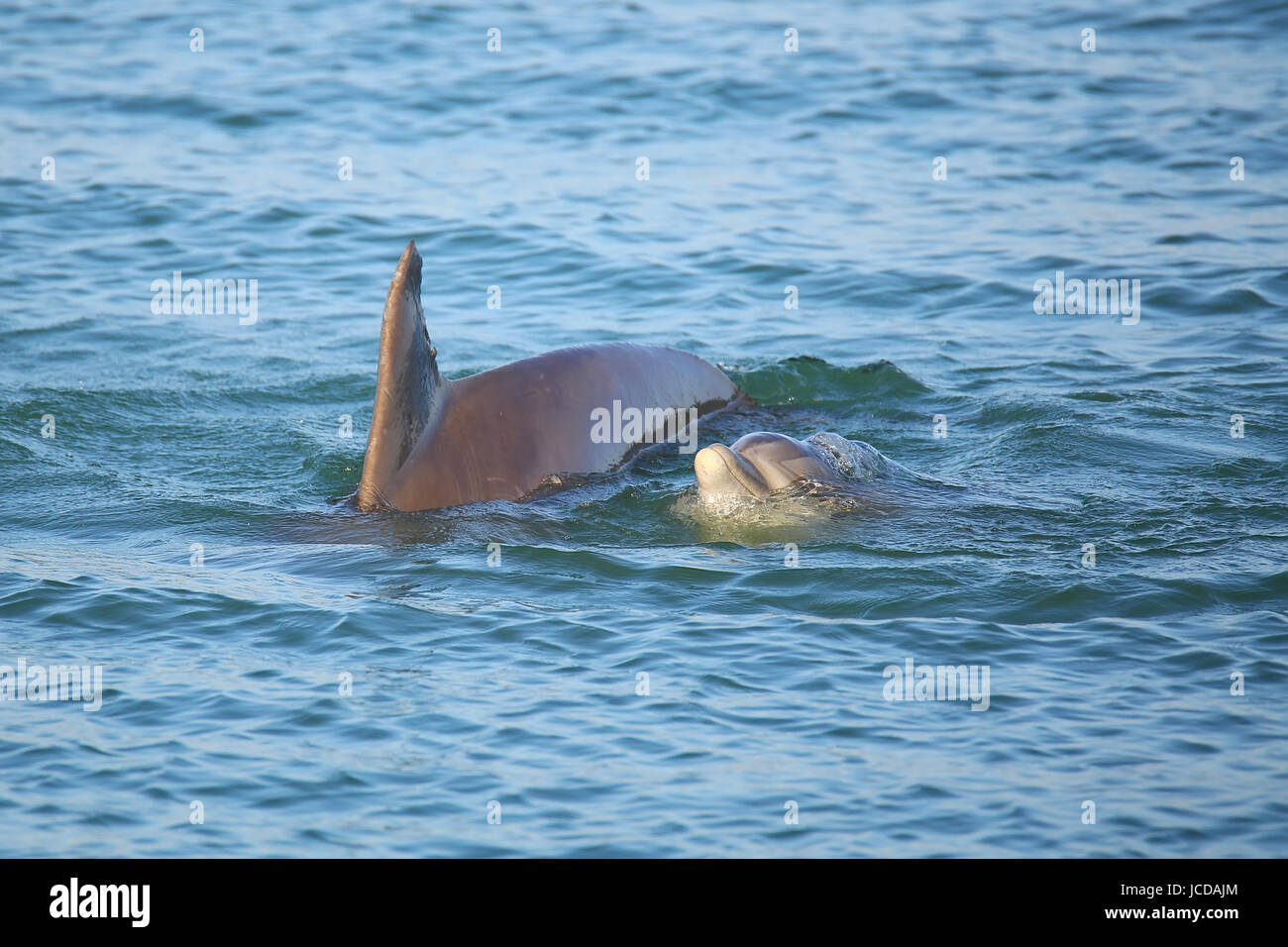 Mutter und Baby gemeinsame Bottlenose Delphine schwimmen in der Nähe von  Sanibel Island in Florida Stockfotografie - Alamy