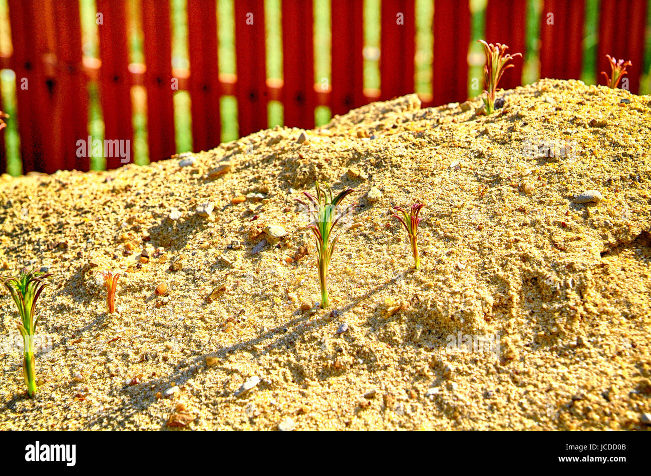 die Blume auf den Haufen von Sand im Frühjahr Stockfoto