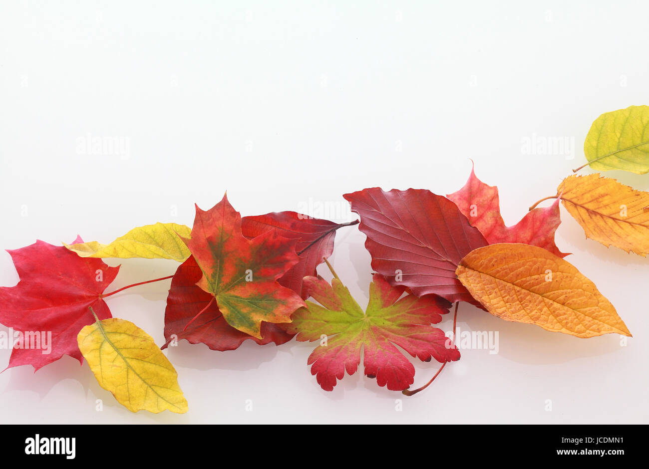 Verschiedene bunte Herbstblätter von verschiedenen Bäumen in Reihe auf weißem Hintergrund Stockfoto