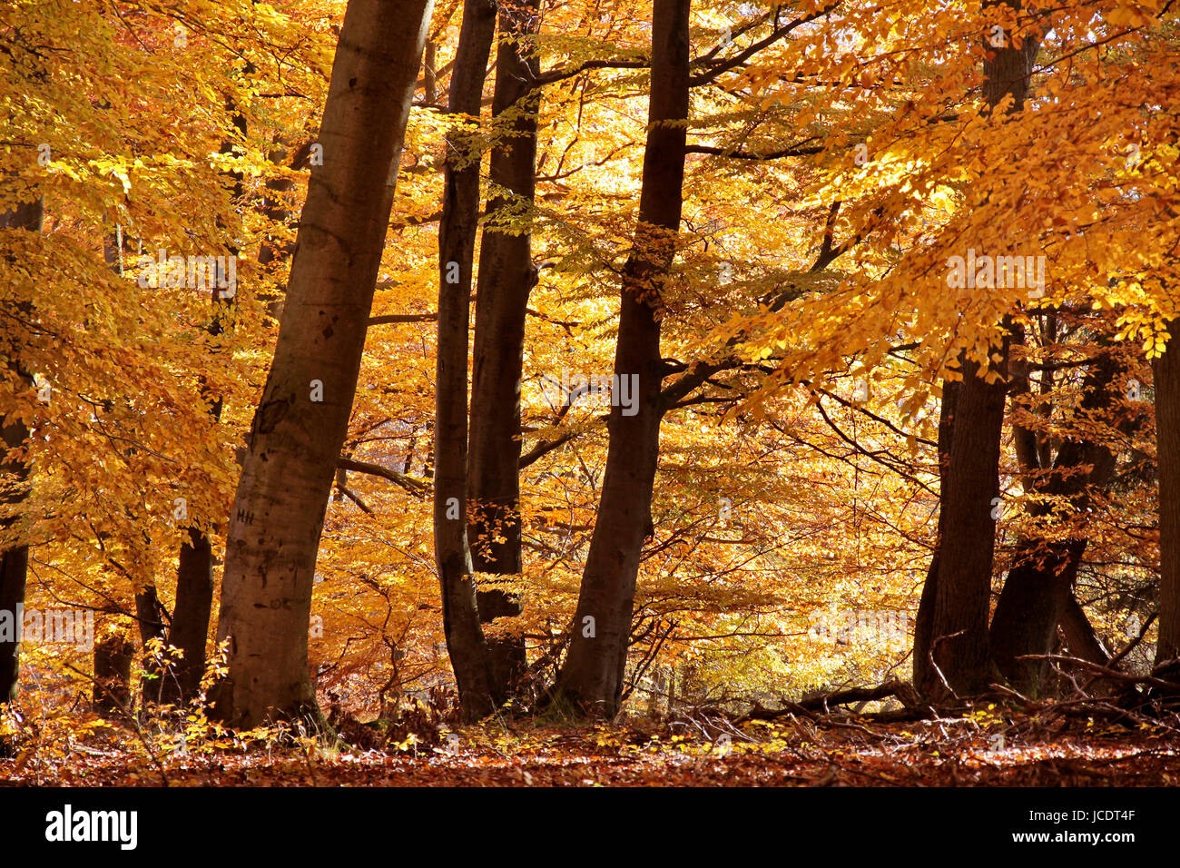 Herbstlicher Buchenwald Bei Engenhahn Im Taunus, Hessen, Deutschland Stockfoto