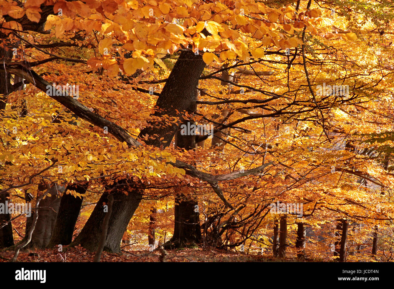 Herbstlicher Buchenwald Bei Engenhahn Im Taunus, Hessen, Deutschland Stockfoto