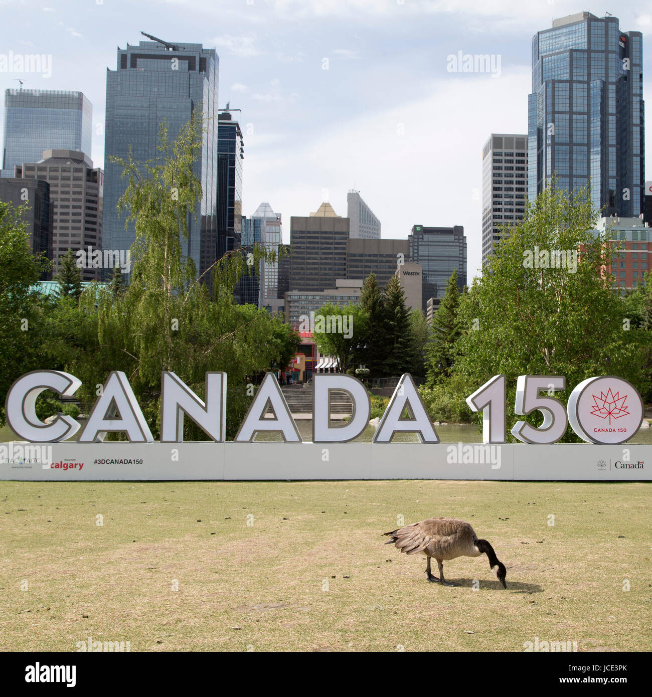Kanada-Gans von Kanada 150 Zeichen in Calgary, Kanada. Die Zeichen feiert 150 Jahre seit der Eidgenossenschaft. Stockfoto