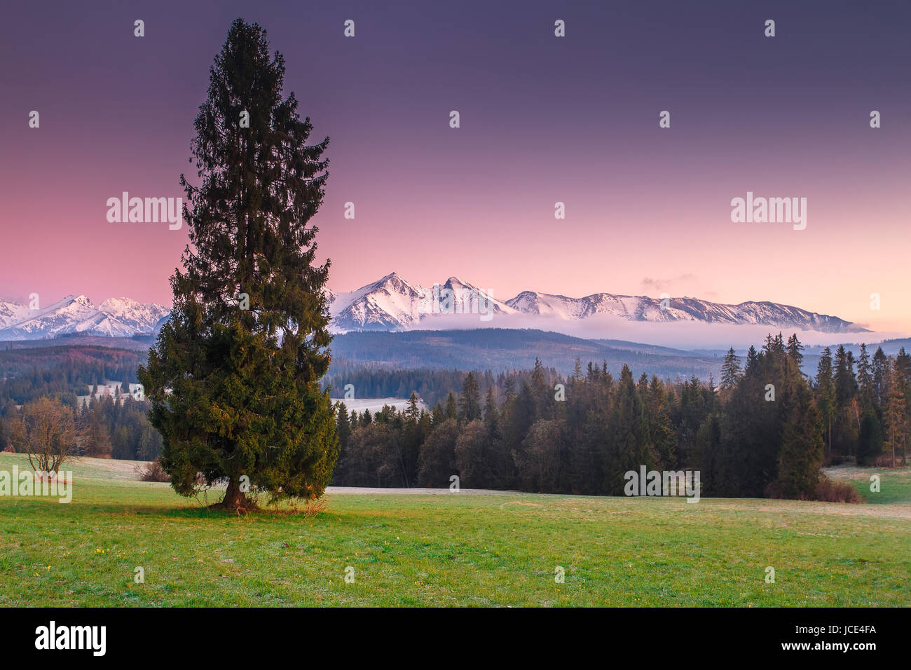 Grünen Almwiese am Morgen. Berglandschaft mit Kiefer und schneebedeckten Felsen. Morgenhimmel über schneebedeckte Berge Spitzen. Stockfoto