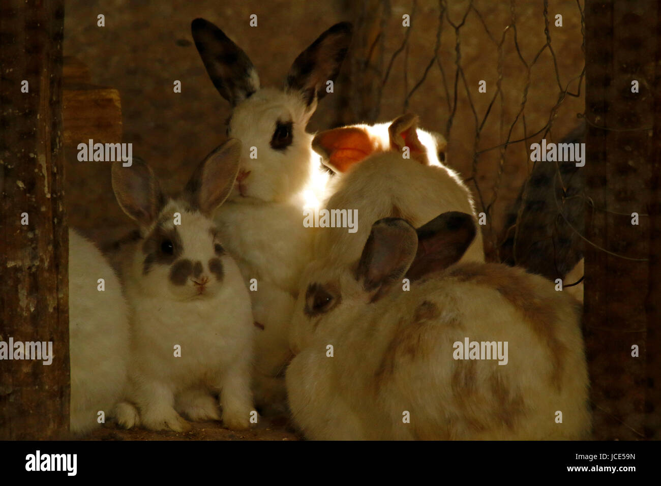 Hauskaninchen versammelt in ihrem Gehege Stockfoto