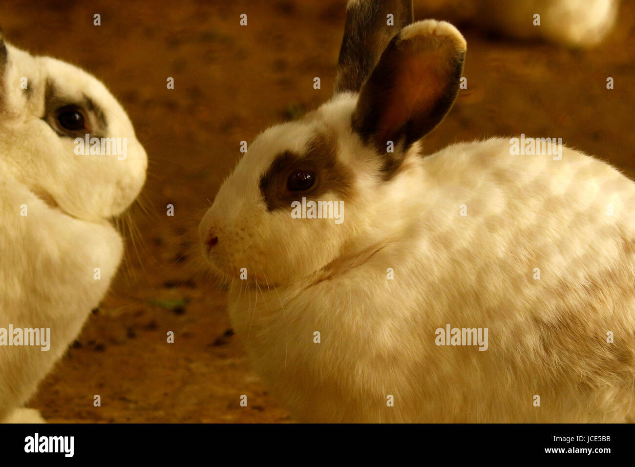 Hauskaninchen versammelt in ihrem Gehege Stockfoto