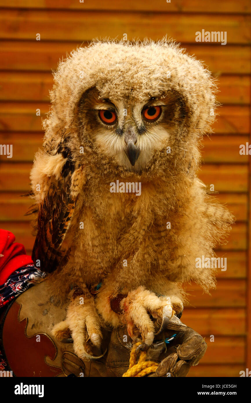 Flauschige Baby eurasische Adler-Eule Stockfoto