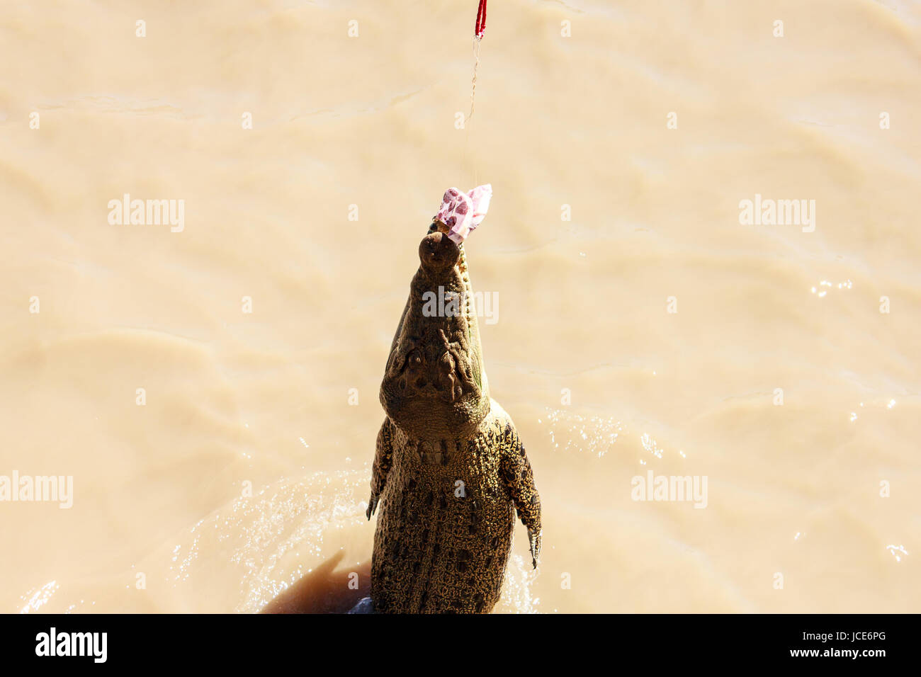 Krokodile haben gelernt, zu springen, Fleisch Stockfoto