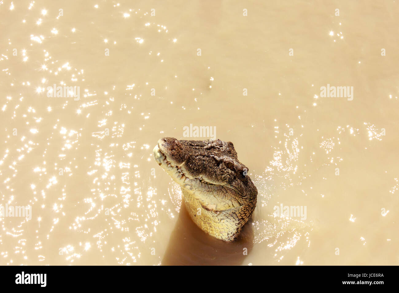 Krokodile haben gelernt, zu springen, Fleisch Stockfoto