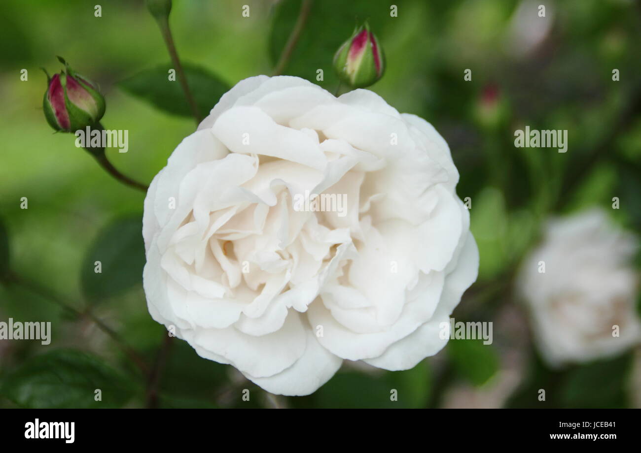 Rosa 'Blush Noisette' einen duftenden, Klettern Rose - Sommer, Großbritannien Stockfoto