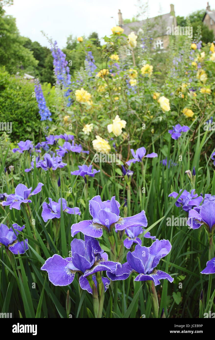 Iris Sibirica 'Silver Edge', eine helle blaue Sibirische Schwertlilie in voller Blüte gegen Rosa 'Golden Celebration' im Rahmen einer englischen Garten Juni, UK Stockfoto
