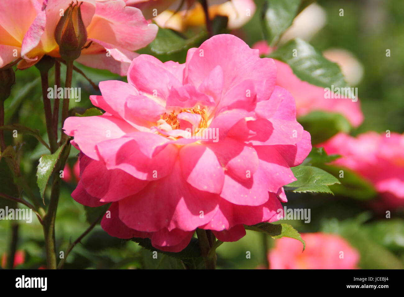 Rosa 'Blickfang', stieg ein Edelrosen Englisch mit einem buschigen Gewohnheit in voller Blüte in einem englischen Garten im Juni, UK Stockfoto