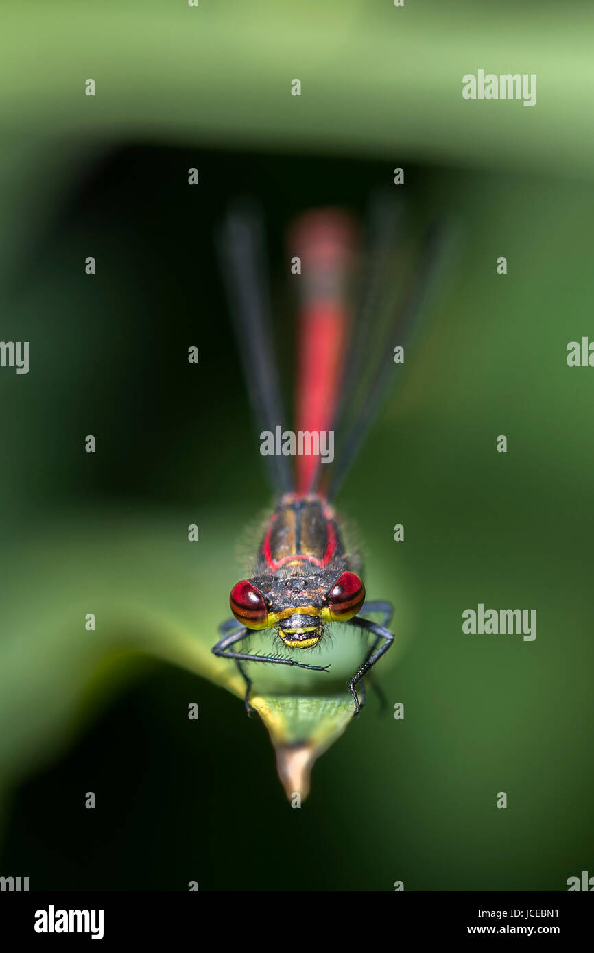 Large red damselfly oder grosse rote Dirne (Pyrrhosoma nymphula) - Surrey, Großbritannien Stockfoto