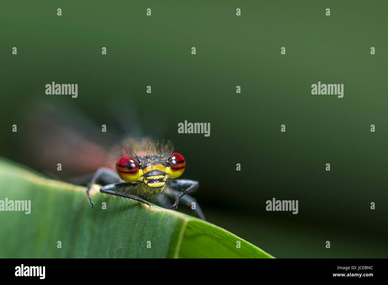 Large red damselfly oder grosse rote Dirne (Pyrrhosoma nymphula) - Surrey, Großbritannien Stockfoto