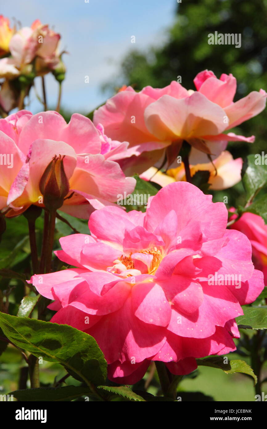 Rosa 'Blickfang', stieg ein Edelrosen Englisch mit einem buschigen Gewohnheit in voller Blüte in einem englischen Garten im Juni, UK Stockfoto