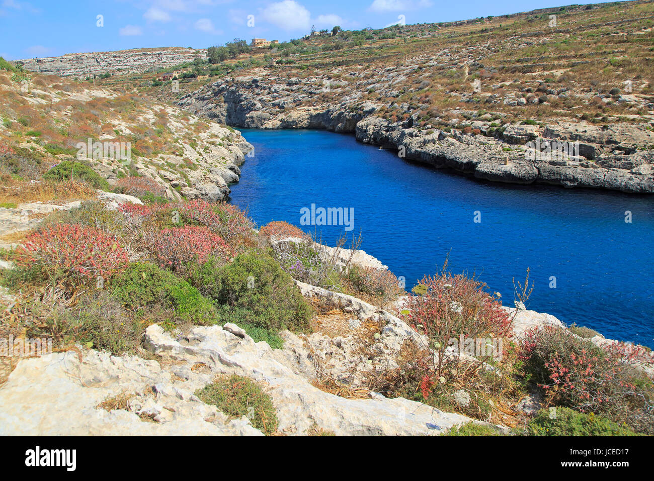 Kalkstein Barrique Vegetation Mgarr Ix-Xini Küsten Bucht, Insel Gozo, Malta Stockfoto