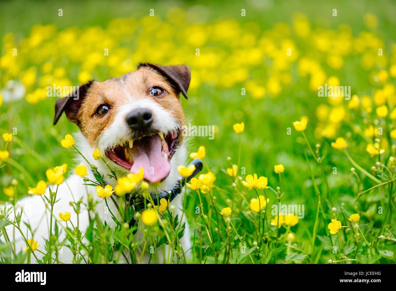 Glücklicher Hund sitzt am Blumenfeld Butterblumen Blick in die Kamera Stockfoto