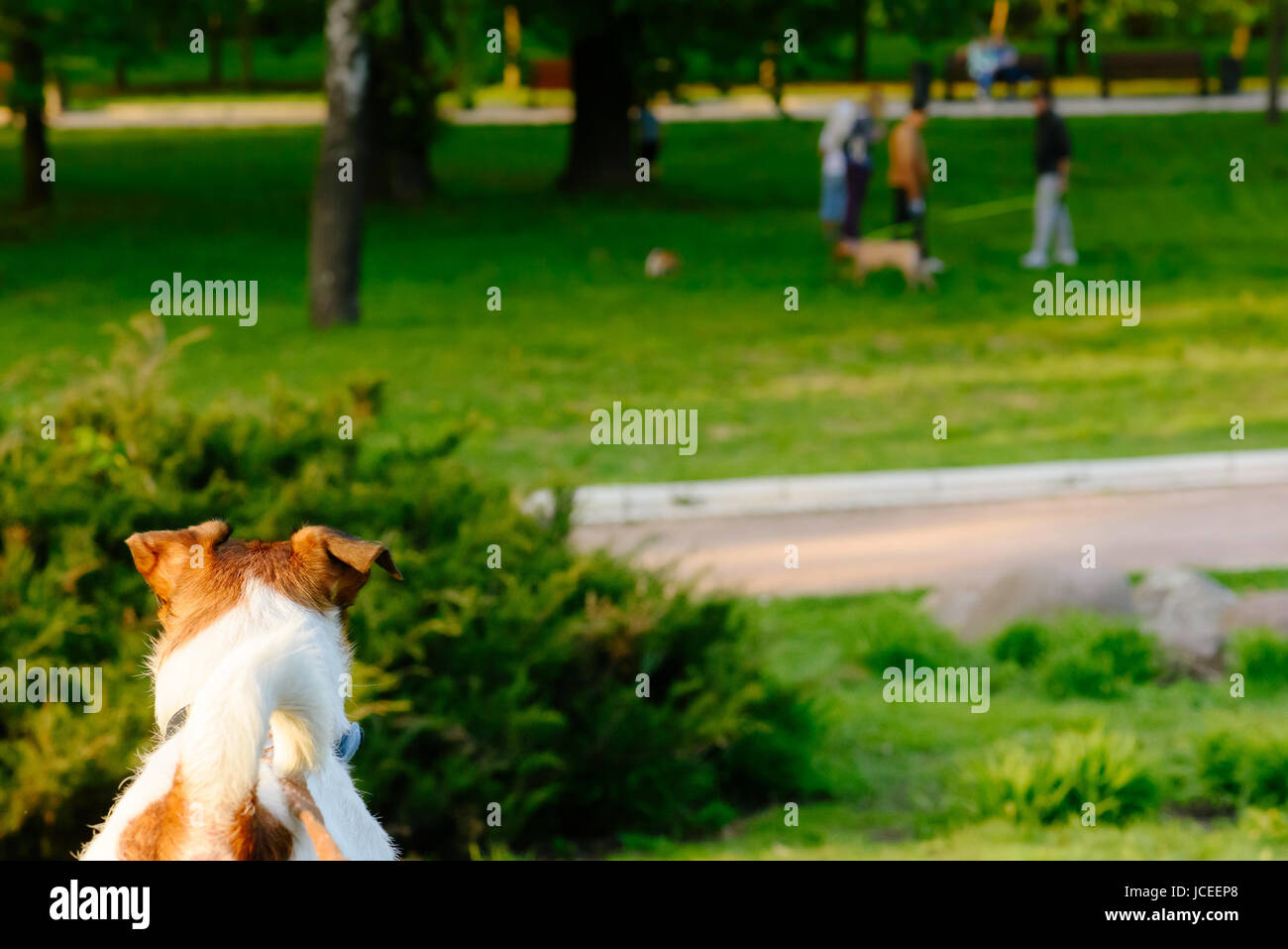 Hund auf andere Hunde spielen auf Rasen im park Stockfoto