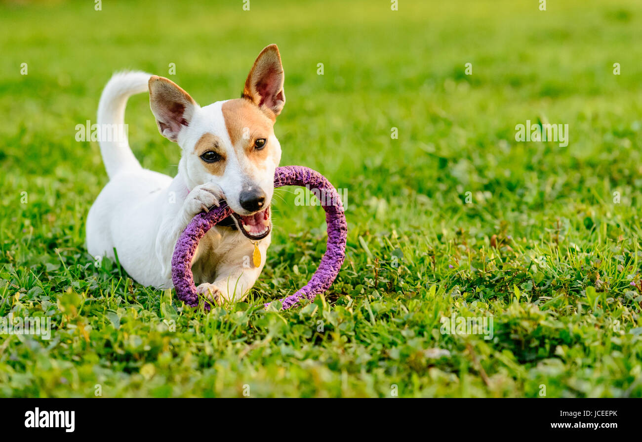 Entzückenden Hund kauen Spielzeug liegend auf dem grünen Rasen Stockfoto