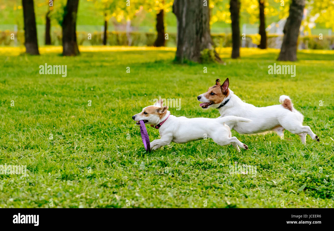 Zwei Hunde laufen auf dem Park Lawn mit Puller Spielzeug spielen Stockfoto