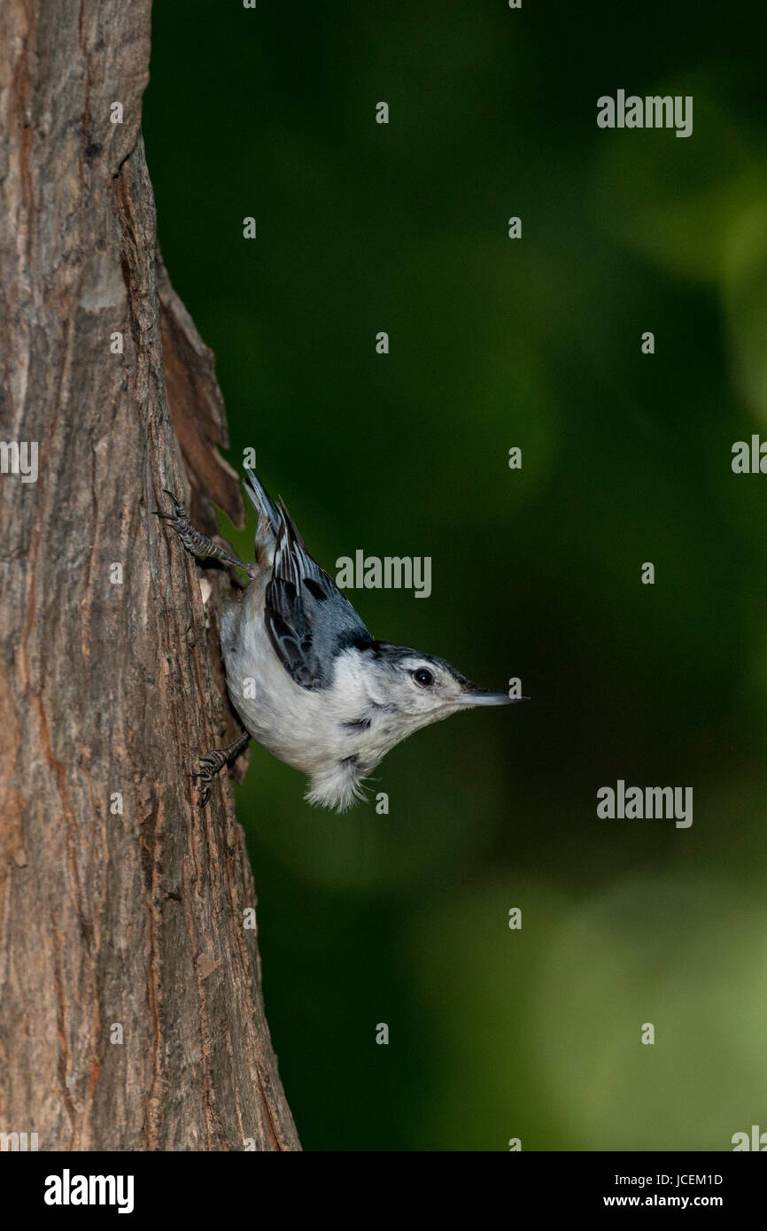 Weißer-breasted Kleiber am Baumstamm. Stockfoto