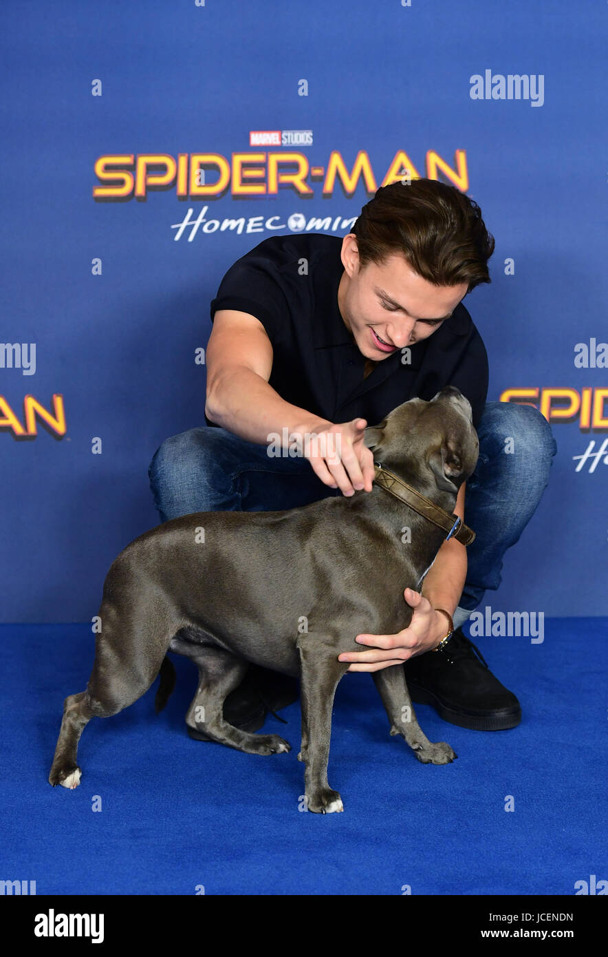 Tom Holland und einem Hund namens Tessa Teilnahme an Spider-Man: Homecoming  Fototermin statt Schinken Hof Hotel, London Stockfotografie - Alamy