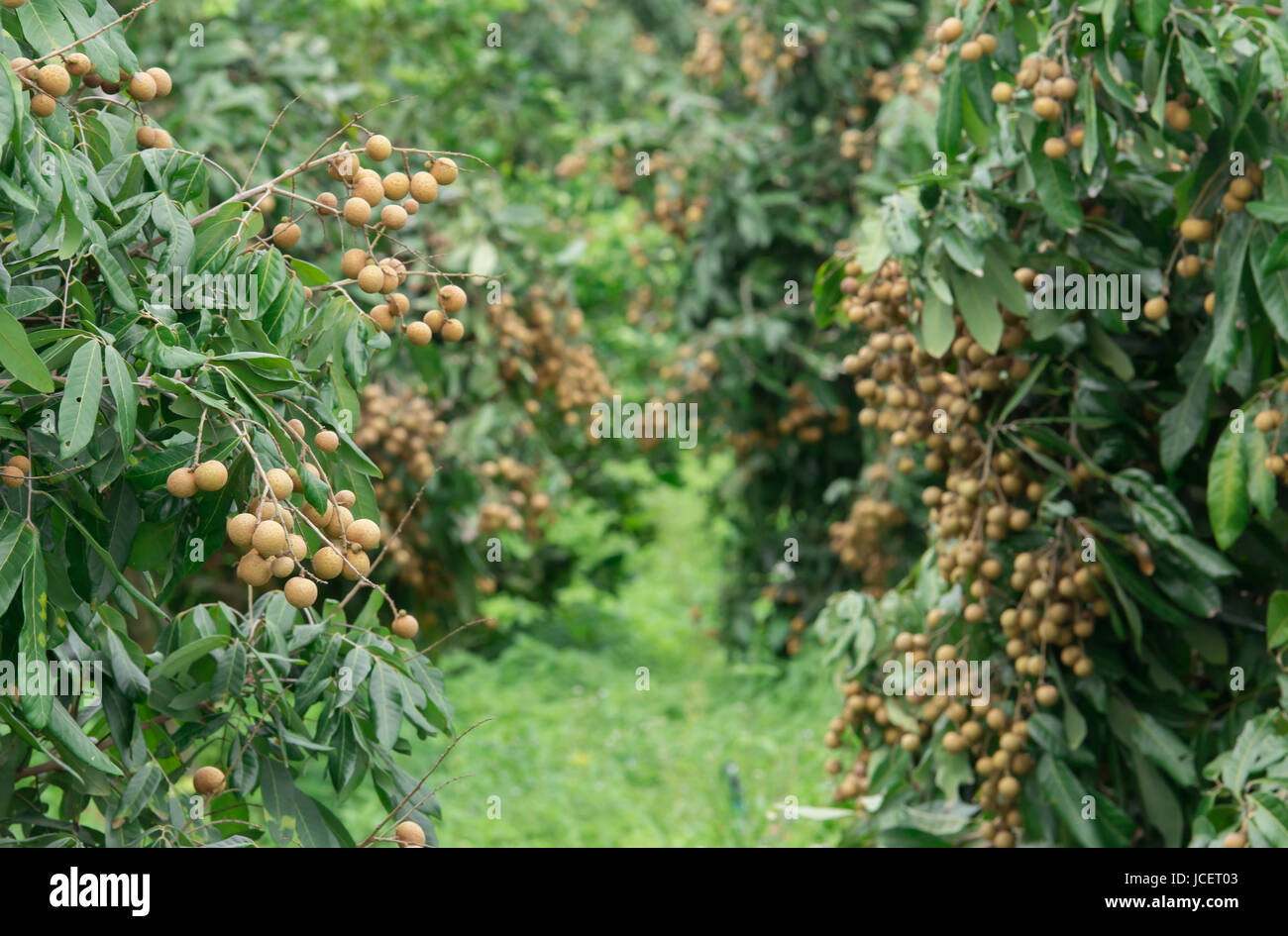 frische Longan Baum im Obstgarten Stockfoto