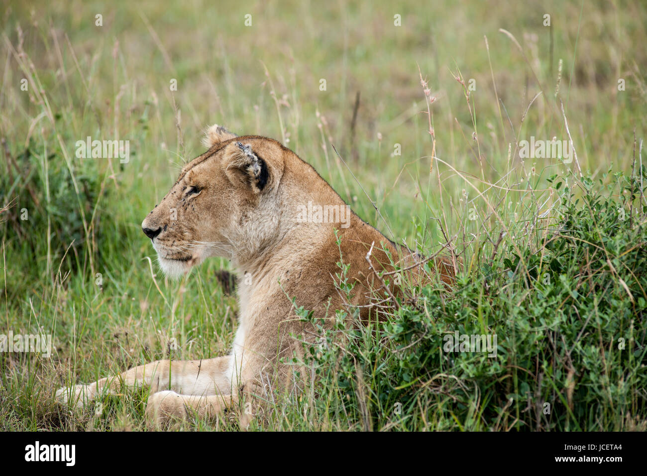 Welches Tier Gilt Als König Der Savanne www.alamy.de