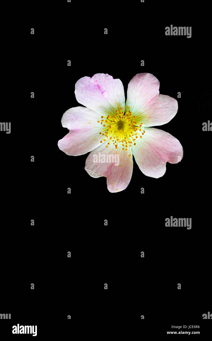Eine fünf blättrige Blume Stockfoto