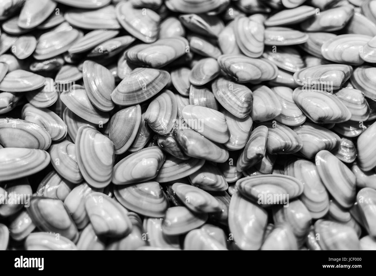 Haufen von frischen Fisch und Meeresfrüchte Muscheln auf Eis hautnah Hintergrund. Gesunde Ernährung. Stockfoto