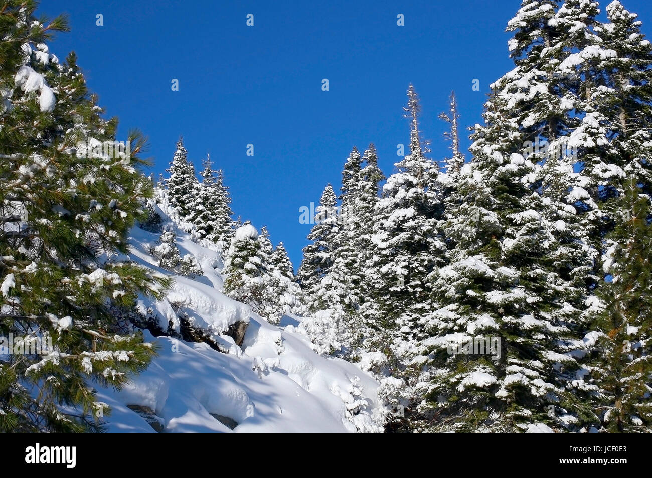 Dies ist ein Bild von einem Wald Umgebungen Lake Tahoe nach einem schweren Schneesturm in der Nähe von Emerald Bay. Stockfoto