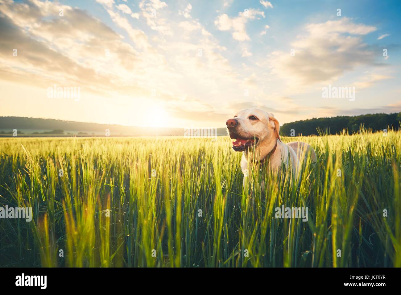 Labrador Retriever zu Fuß im Kornfeld in den Sonnenaufgang. Hund und Sommer-Themen. Stockfoto