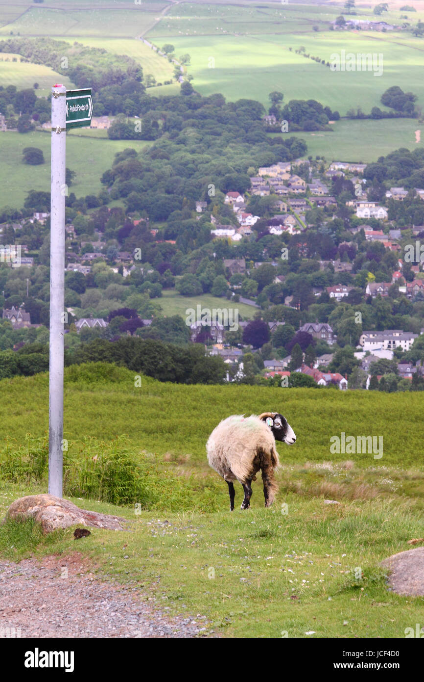 Ilkley, UK. 15. Juni 2017. Mit einem Sommer Brise auf Ilkley Moor wehte waren diese Schafe die Sonne genießen. Aufgenommen am 15. Juni 2017 in Ilkley in der Nähe von Leeds, West Yorkshire. Bildnachweis: Victoria Gardner/Alamy Live-Nachrichten Stockfoto