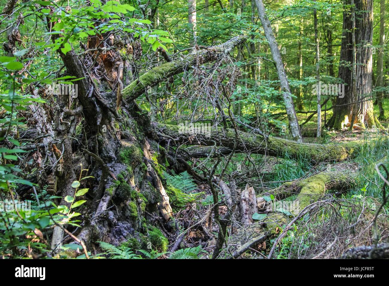 Bialoweza, Polen. 15. Juni 2017. Zone von Białowieża Wald Biosphärenreservat sieht in Bialoweza, Polen am 15. Juni 2017 Białowieża Wald ist eines der letzten und größten verbleibenden Teile des riesigen Urwaldes, die einst erstreckte sich über der Ebene. Der Wald ist Heimat von 800 Wisente Europas schwerste Landtier. Bildnachweis: Michal Fludra/Alamy Live-Nachrichten Stockfoto